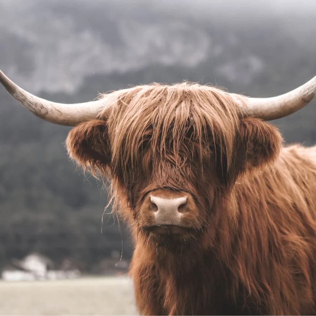 Highland cow in a field